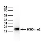 WB analysis of histone extracts (15 microg) from HeLa cells using GTX60819 Histone H3K4me2 (Di-methyl Lys4) antibody - ChIP grade. Dilution : 1:1,000