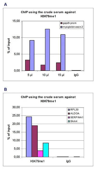 ChIP analysis of sheared chromatin from 5x10?HeLa cells using GTX60821 Histone H3K79me1 (Mono-methyl Lys79) antibody - ChIP grade. IgG (5 microg/IP) was used as a negative IP control. The IPd DNA was analysed by qPCR using primers for different positive and negative loci. The results are expressed as a % of input (the relative amount of immunoprecipitated DNA compared to input DNA after qPCR analysis). Figure 1A: recovery of the GAPDH promoter and myoglobin exon 2 with a titration of the H3K79me1 antibody consisting of 5, 10 and 15 microl per ChIP experiment. Figure 1B: recovery of RPL30, ALDOA, SERPINA1 and SAA4 using 10 microl of antibody per ChIP experiment. ChIP analysis of sheared chromatin from 5x10?HeLa cells using GTX60821 Histone H3K79me1 (Mono-methyl Lys79) antibody - ChIP grade. IgG (5 microg/IP) was used as a negative IP control. The IPd DNA was analysed by qPCR using primers for different positive and negative loci. The results are expressed as a % of input (the relative amount of immunoprecipitated DNA compared to input DNA after qPCR analysis). Figure 1A: recovery of the GAPDH promoter and myoglobin exon 2 with a titration of the H3K79me1 antibody consisting of 5, 10 and 15 microl per ChIP experiment. Figure 1B: recovery of RPL30, ALDOA, SERPINA1 and SAA4 using 10 microl of antibody per ChIP experiment.