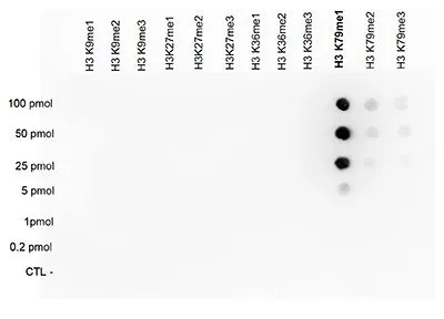 Dot blot analysis of 0.2 - 100 pmol of the peptides containing other modifications of histone H3 using GTX60821 Histone H3K79me1 (Mono-methyl Lys79) antibody - ChIP grade. Dilution : 1:100,000