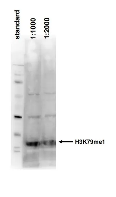 WB analysis of histone extracts (15 microg) from HeLa cells using GTX60821 Histone H3K79me1 (Mono-methyl Lys79) antibody - ChIP grade. Dilution : 1:1,000 and 1:2000