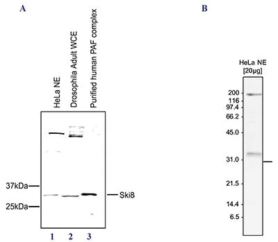 WB analysis of nuclear extract from HeLa cells (lane 1),whole cell extracts from Drosophila adult (lane 2),and the purified human PAF complex (lane 3) using Ski8 antibody at a dilution of 1:1,000.