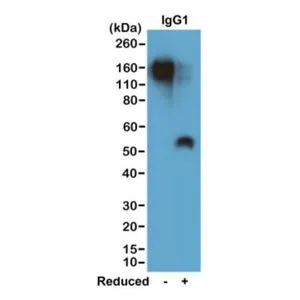 WB analysis of nonreduced(-) and reduced(+) mouse IgG1 (20ng/lane) using GTX60853 Rabbit Anti-Mouse IgG1 (Fc) antibody [RM106]. Dilution : 0.2microg/ml