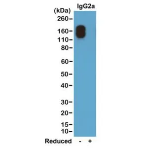 WB analysis of nonreduced(-) and reduced(+) mouse IgG2akappa (20 ng/lane) using GTX60854 Rabbit Anti-Mouse IgG2a (kappa Light chain) antibody [RM107]. Dilution : 0.2microg/ml