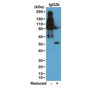 WB analysis of nonreduced(-) and reduced(+) mouse IgG2b (20ng/lane) using GTX60855 Rabbit Anti-Mouse IgG2b (Fc) antibody [RM108]. Dilution : 0.2microg/ml