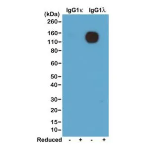 WB analysis of nonreduced(-) and reduced(+) mouse IgG1kappa and IgG1lambda (20ng/lane) using GTX60857 Rabbit Anti-Mouse lamda Light Chain antibody [RM110]. Dilution : 0.2microg/ml