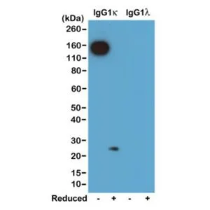 WB analysis of nonreduced(-) and reduced(+) mouse IgG1kappa and IgG1lambda (20ng/lane) using GTX60858 Rabbit Anti-Mouse kappa Light chain antibody [RM103]. Dilution : 0.2microg/ml