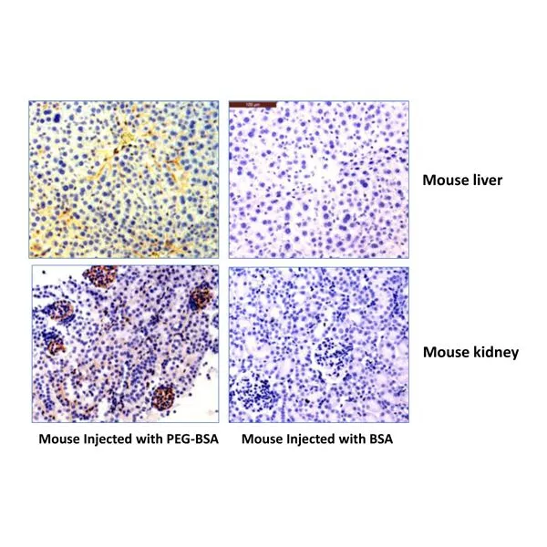 IHC analysis of mouse liver and kidney tissue using GTX60859 PEG (methoxy group) antibody [RM105]. Dilution : 0.5microg/ml