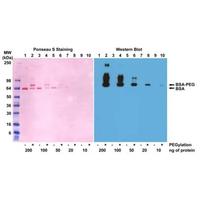 WB analysis of BSA and PEGylated BSA (mPEG 5 kDa) lysates using GTX60859 PEG (methoxy group) antibody [RM105]. Dilution : 0.1microg/ml