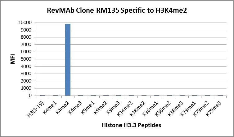 Western Blot of recombinant histone H3.3 (1) and acid extracts of HeLa cells (2),using RM135 at 0.025 ug/mL,showed a band of histone H3 dimethylated at Lysine 4 (K4me2) in HeLa cells.