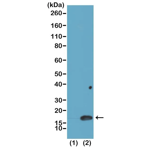 WB analysis of recombinant histone H3.3 (1) and acid extracts of HeLa cells (2) using GTX60875 Histone H3K4me2 (Di-methyl Lys4) antibody [RM135]. Dilution : 0.025microg/ml