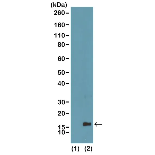 WB analysis of recombinant histone H3.3 (1) and acid extracts of HeLa cells (2) using GTX60878 Histone H3K4me1 (Mono-methyl Lys4) antibody [RM140]. Dilution : 0.5microg/ml