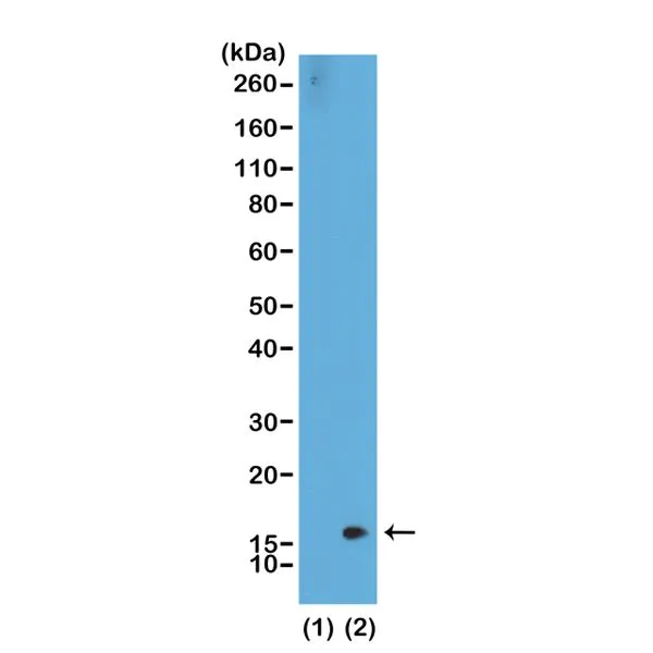 Western Blot of recombinant histone H3.3 (1) and acid extracts of HeLa cells (2),using RM141 at 0.5 ug/mL,showed a band of histone H3 dimethylated at Lysine 36 (K36me2) in HeLa cells.