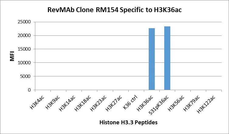 The GTX60881 reacts to Histone H3 acetylated at Lysine 36 (K36ac), and is not affected by the phosphorylation of neighboring Ser31. No cross reactivity with acetylated Lysine 4 (K4ac), Lysine 9 (K9ac), Lysine 14 (K14ac), Lysine 18 (K18ac), Lysine 23 (K23ac), Lysine 27 (K27ac), Lysine 56 (K56ac), lysine 79 (K79ac), or Lysine 122 (K122) in histone H3. The GTX60881 reacts to Histone H3 acetylated at Lysine 36 (K36ac), and is not affected by the phosphorylation of neighboring Ser31. No cross reactivity with acetylated Lysine 4 (K4ac), Lysine 9 (K9ac), Lysine 14 (K14ac), Lysine 18 (K18ac), Lysine 23 (K23ac), Lysine 27 (K27ac), Lysine 56 (K56ac), lysine 79 (K79ac), or Lysine 122 (K122) in histone H3.