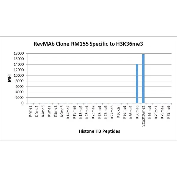 The GTX60882 reacts to Histone H3 trimethylated at Lysine 36 (K36me3). No cross reactivity with non- modified Lysine 36 (K36 Ctrl), monomethylated Lysine 36 (K36me1) or dimethylated Lysine 36 (K36me2), or other methylations in Histone H3. The GTX60882 reacts to Histone H3 trimethylated at Lysine 36 (K36me3). No cross reactivity with non- modified Lysine 36 (K36 Ctrl), monomethylated Lysine 36 (K36me1) or dimethylated Lysine 36 (K36me2), or other methylations in Histone H3.