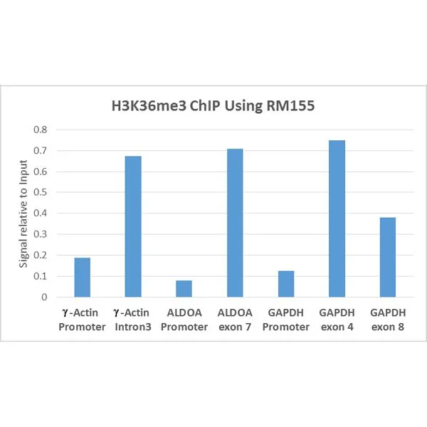 ChIP analysis of HeLa cells using GTX60882 Histone H3K36me3 (Tri-methyl Lys36) antibody [RM155]. Real-time PCR was performed using primers specific to the gene indicated. Antibody amount : 5microg