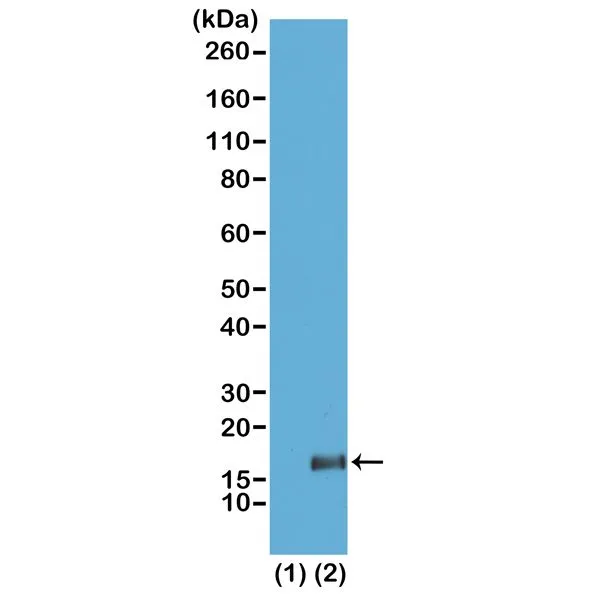 WB analysis of recombinant histone H3.3 (1) and acid extracts of HeLa cells (2) using GTX60882 Histone H3K36me3 (Tri-methyl Lys36) antibody [RM155]. Dilution : 2microg/ml