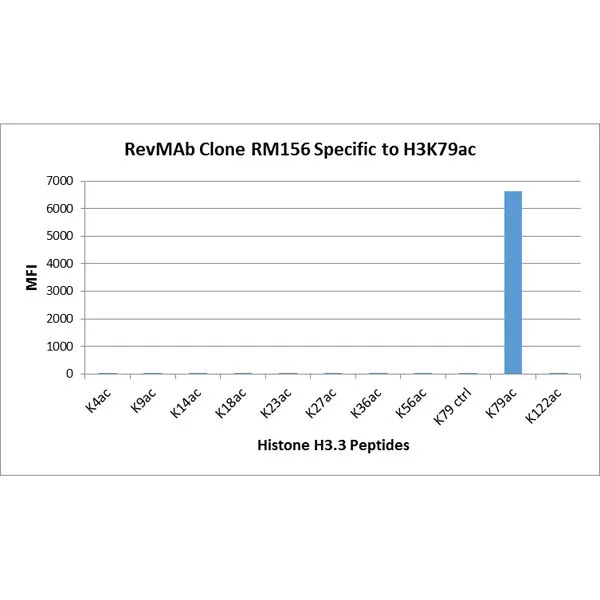 The GTX60883 reacts to Histone H3 acetylated at Lysine 79 (K79ac). No cross reactivity with acetyl- ated Lysine 4 (K4ac), Lysine 9 (K9ac), Lysine 14(K14ac), Lysine 18 (K18ac), Lysine 23 (K23ac), Lysine 27 (K27ac), Lysine 36 (K36ac), Lysine 56 (K56ac), or Lysine 122 (K122) in Histone H3. The GTX60883 reacts to Histone H3 acetylated at Lysine 79 (K79ac). No cross reactivity with acetyl- ated Lysine 4 (K4ac), Lysine 9 (K9ac), Lysine 14(K14ac), Lysine 18 (K18ac), Lysine 23 (K23ac), Lysine 27 (K27ac), Lysine 36 (K36ac), Lysine 56 (K56ac), or Lysine 122 (K122) in Histone H3.