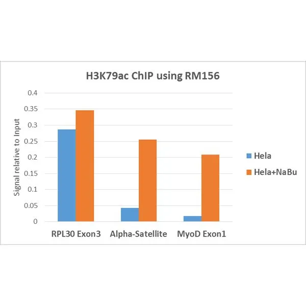 ChIP analysis of HeLa cells with or without Sodium Butyrate treatment using GTX60883 Histone H3K79ac (Acetyl Lys79) antibody [RM156]. Real-time PCR was performed using primers specific to the gene indicated. Antibody amount : 5microg