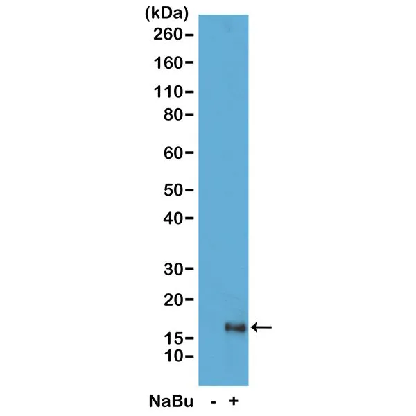 WB analysis of acid extracts from HeLa cells untreated (-) or treated with sodium butyrate (+) using GTX60883 Histone H3K79ac (Acetyl Lys79) antibody [RM156]. Dilution : 1microg/ml