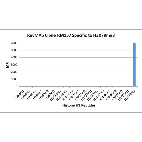 Western Blot of recombinant histone H3.3 (1) and acid extracts of HeLa cells (2),using RM157 at 0.5 ug/mL,showed a band of histone H3 trimethylated at Lysine 79 (K79me3) in HeLa cells.