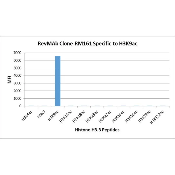 The GTX60885 reacts to Histone H3 acetylated at Lysine 9 (K9ac). No cross reactivity with acetyl-ated Lysine 4 (K4ac), Lysine 14 (K14ac), Lysine 18 (K18ac), Lysine 23 (K23ac), Lysine 27 (K27ac), Lysine 36 (K36ac), Lysine 56 (K56ac), Lysine 79 (K79ac), or Lysine 122 (K122) in histone H3. The GTX60885 reacts to Histone H3 acetylated at Lysine 9 (K9ac). No cross reactivity with acetyl-ated Lysine 4 (K4ac), Lysine 14 (K14ac), Lysine 18 (K18ac), Lysine 23 (K23ac), Lysine 27 (K27ac), Lysine 36 (K36ac), Lysine 56 (K56ac), Lysine 79 (K79ac), or Lysine 122 (K122) in histone H3.