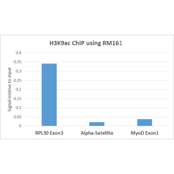 ChIP analysis of HeLa cells using GTX60885 Histone H3K9ac (Acetyl Lys9) antibody [RM161]. Real-time PCR was performed using primers specific to the gene indicated. Antibody amount : 5microg