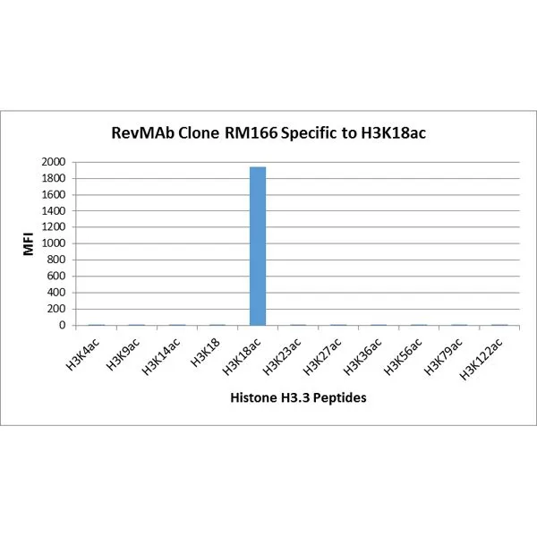 The GTX60886 reacts to Histone H3 acetylated at Lysine 18 (K18ac). No cross reactivity with acetylated Lysine 4 (K4ac), Lysine 9 (K9ac), Lysine 14 (K14ac), Lysine 23 (K23ac), Lysine 27 (K27ac), Lysine 36 (K36ac), Lysine 56 (K56ac), Lysine 79 (K79ac), or Lysine 122 (K122) in Histone H3. The GTX60886 reacts to Histone H3 acetylated at Lysine 18 (K18ac). No cross reactivity with acetylated Lysine 4 (K4ac), Lysine 9 (K9ac), Lysine 14 (K14ac), Lysine 23 (K23ac), Lysine 27 (K27ac), Lysine 36 (K36ac), Lysine 56 (K56ac), Lysine 79 (K79ac), or Lysine 122 (K122) in Histone H3.
