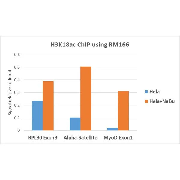 ChIP analysis of HeLa cells with or without Sodium Butyrate treatment using GTX60886 Histone H3K18ac (Acetyl Lys18) antibody [RM166]. Real-time PCR was performed using primers specific to the gene indicated. Antibody amount : 5microg