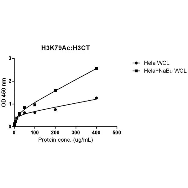 Sandwich ELISA analysis of HeLa cell treated or untreated with Sodium Butyrate lysates using biotinylated GTX60888 Histone H3 antibody [RM188] (1 ug/mL) as the detection antibody and GTX60883 Histone H3K79ac (Acetyl Lys79) antibody [RM156] (5 ug/mL) as the capture antibody. Please notice that GTX60888 needs to be conjugated to Biotin to function as the detection antibody when paired with GTX60883. Biotin-conjugated form is not provided.