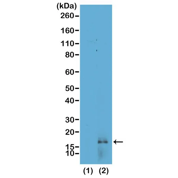 WB analysis of recombinant histone H3.3 (1) and acid extracts of HeLa cells (2) using GTX60891 Histone H3K14me2 (Di-methyl Lys14) antibody [RM165]. Dilution : 0.25microg/ml