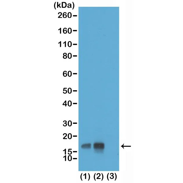WB analysis of acid extracts of HeLa cells non-treated (1) or treated (2) with Nocodazole, and recombinant histone H3.3 (3) using GTX60897 Histone H3T3ph (phospho Thr3) antibody [RM159]. Dilution : 0.1microg/ml