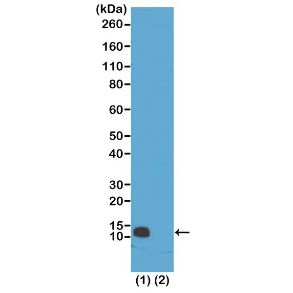 WB analysis of extracts of HeLa cells (Lane 1) and recombinant Histone H4 protein (Lane 2) using GTX60904 Histone H4R3me1 (Monomethyl Arg3) antibody [RM195]. Dilution : 0.5microg/ml
