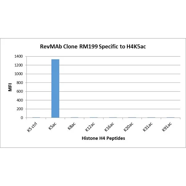 The GTX60905 reacts to Histone H4 acetylatedat Lysine 5 (K5ac). No cross reactivity with unmodifiedLysine 5 (K5 ctrl), acetylated Lysine 8 (K8ac), Lysine 12 (K12ac), Lysine 16 (K16ac), Lysine 20 (K20ac),Lysine 31 (K31ac), or Lysine 91 (K91) in Histone H4. The GTX60905 reacts to Histone H4 acetylatedat Lysine 5 (K5ac). No cross reactivity with unmodifiedLysine 5 (K5 ctrl), acetylated Lysine 8 (K8ac), Lysine 12 (K12ac), Lysine 16 (K16ac), Lysine 20 (K20ac),Lysine 31 (K31ac), or Lysine 91 (K91) in Histone H4.