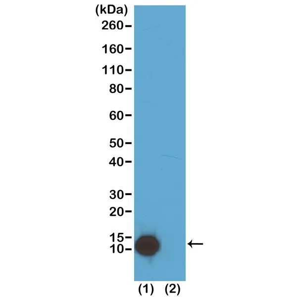 WB analysis of extracts of HeLa cells (Lane 1) and recombinant Histone H4 protein (Lane 2) using GTX60905 Histone H4K5ac (Acetyl Lys5) antibody [RM199]. Dilution : 0.2microg/ml