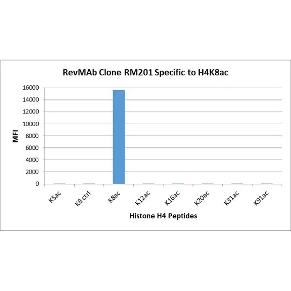 The GTX60906 reacts to Histone H4 acetylatedat Lysine 8 (K8ac). No cross reactivity with unmodifiedLysine 8 (K8 ctrl), acetylated Lysine 5 (K5ac), Lysine 12 (K12ac), Lysine 16 (K16ac), Lysine 20 (K20ac),Lysine 31 (K31ac), or Lysine 91 (K91) in Histone H4. The GTX60906 reacts to Histone H4 acetylatedat Lysine 8 (K8ac). No cross reactivity with unmodifiedLysine 8 (K8 ctrl), acetylated Lysine 5 (K5ac), Lysine 12 (K12ac), Lysine 16 (K16ac), Lysine 20 (K20ac),Lysine 31 (K31ac), or Lysine 91 (K91) in Histone H4.