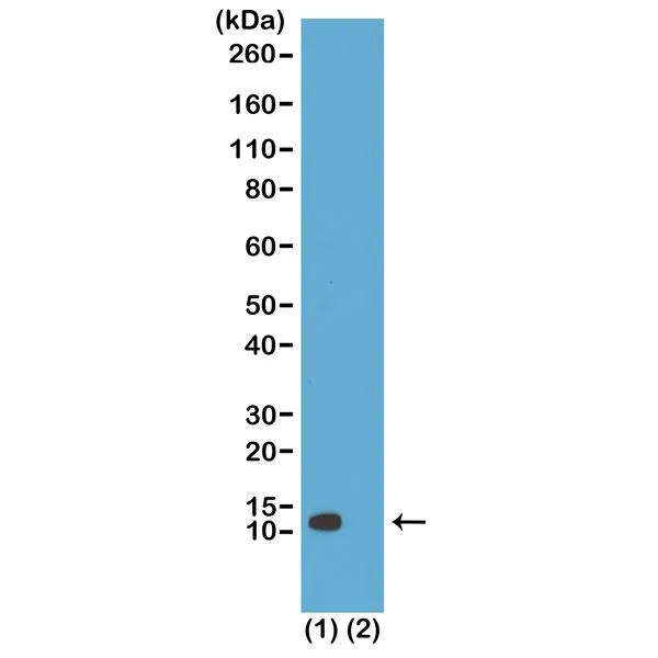 WB analysis of extracts of HeLa cells (Lane 1) and recombinant Histone H4 protein (Lane 2) using GTX60908 Histone H4K20ac (Acetyl Lys20) antibody [RM205]. Dilution : 1microg/ml