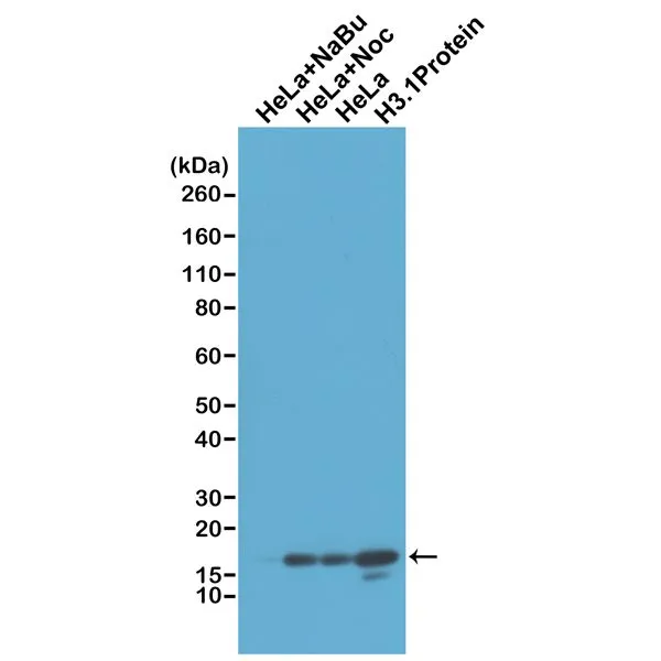 WB analysis of acid extracts of HeLa cells treated with sodium butyrate (HeLa+NaBu), treated with Nocodazole (HeLa+Noc), or non-treated and recombinant histone H3.1 protein using GTX60910 Histone H3 antibody [RM186]. Dilution : 1microg/ml