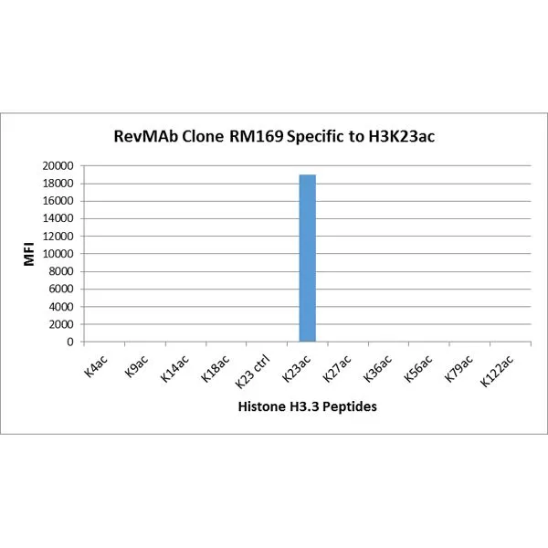 The GTX60911 reacts to Histone H3 acetylated at Lysine 23(K23ac). No cross reactivity with unmodified Lysine 23 (K23 ctrl),acetylated Lysine 4 (K4ac), Lysine 9 (K9ac), Lysine 14 (K14ac),Lysine 18 (K18ac), Lysine 27 (K27ac), Lysine 36 (K36ac), Lysine 56 (K56ac), lysine 79 (K79ac), or Lysine 122 (K122) in histone H3. The GTX60911 reacts to Histone H3 acetylated at Lysine 23(K23ac). No cross reactivity with unmodified Lysine 23 (K23 ctrl),acetylated Lysine 4 (K4ac), Lysine 9 (K9ac), Lysine 14 (K14ac),Lysine 18 (K18ac), Lysine 27 (K27ac), Lysine 36 (K36ac), Lysine 56 (K56ac), lysine 79 (K79ac), or Lysine 122 (K122) in histone H3.