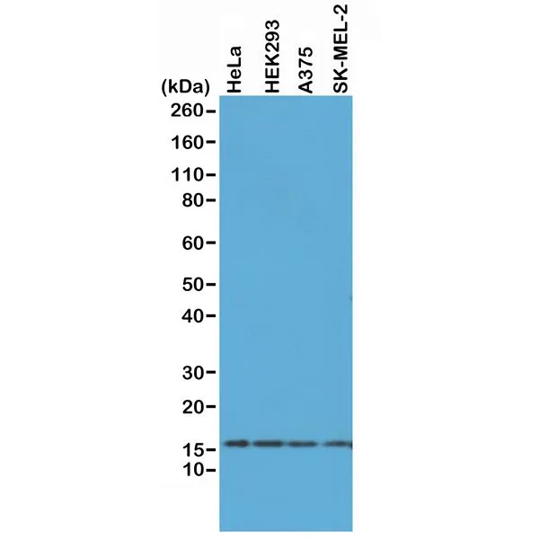 WB analysis of A375, HEK293, HeLa and SK-MEL-2 whole cell lysates using GTX60914 Histone H2A.X antibody [RM214]. Dilution : 0.5microg/ml