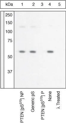 WB (peptide competition) analysis of 3T3-L1 cells using GTX60929 PTEN (phospho Ser370) antibody prior incubated with non-phosphopeptide corresponding to the phosphopeptide immunogen (Lane 1), a generic phosphoserine-containing peptide (Lane 2), the phosphopeptide immunogen (Lane 3) or no peptide (Lane 4, 5) control. The data show that only the immunogen phosphopeptide blocks the signal, demonstrating the specificity of the antibody. The membrane treated with phosphatase (Lane 5) eliminates the signal further verifying that the antibody is phospho-specific.