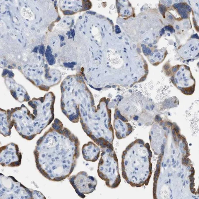 Paraffin-embedded human placenta tissue immunostained with GTX60972