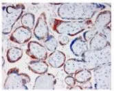 Immunohistochemical staining of a formalin-fixed, paraffin-embedded placental tissue with GTX60973 Immunohistochemical staining of a formalin-fixed, paraffin-embedded placental tissue with GTX60973