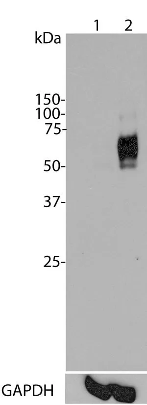 Top panel:?Western blot analysis of c-Fos expression in HeLa cells using GTX60996.