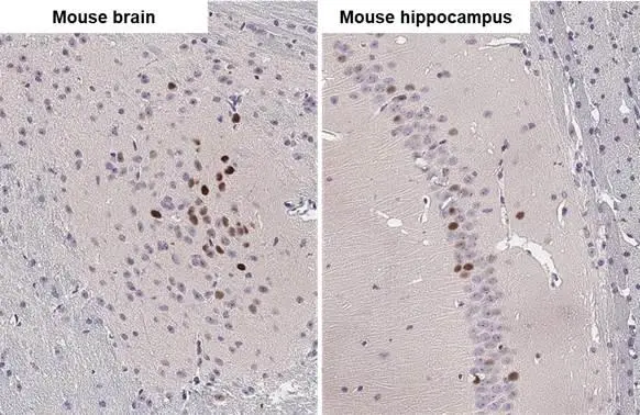 c-Fos antibody [2H2] detects c-Fos protein by immunohistochemical analysis. Sample: Paraffin-embedded mouse tissues. c-Fos stained by c-Fos antibody [2H2] (GTX60996) diluted at 1:200. Antigen Retrieval: Citrate buffer, pH 6.0, 15 min