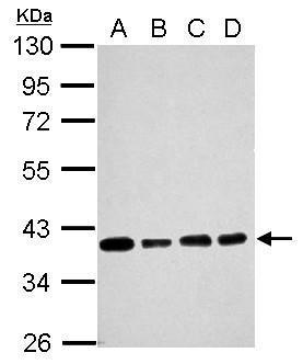 Sox2 antibodies detects Sox2 proteins on embryonic mouse brain by immunohistochemical analysis.