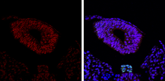 SOX2 antibody [GT1352] detects SOX2 protein at nucleus by immunohistochemical analysis. Sample: Paraffin-embedded mouse E10.5 mouse embryo. Green: Brachyury stained by Brachyury antibody (GTX133714) diluted at 1:250. Red: SOX2, a nucleus marker, stained by SOX2 antibody [GT1352] (GTX627405) diluted at 1:250. Blue: Fluoroshield with DAPI (GTX30920).