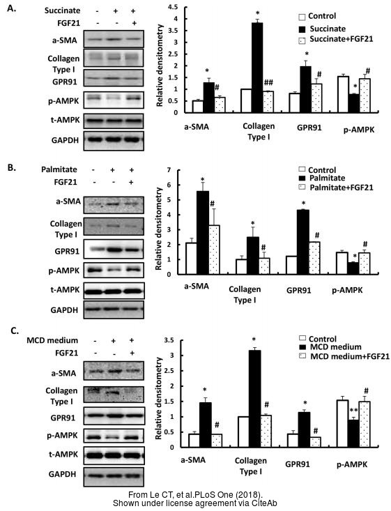 gapdh antibody [gt239]