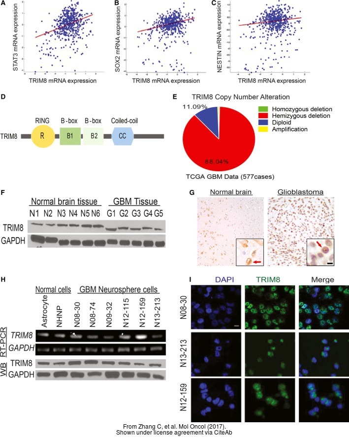 gapdh antibody [gt239]