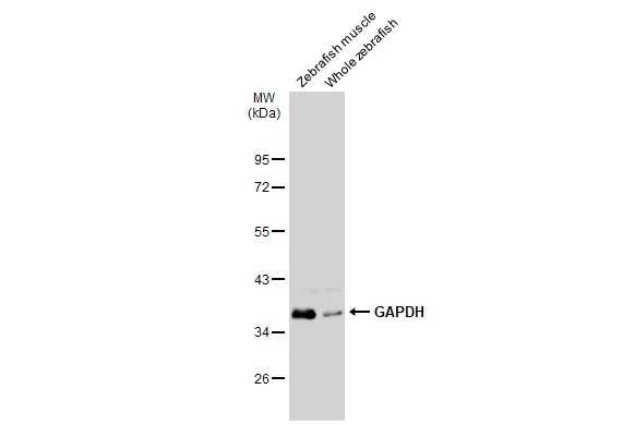 Sample (30 ug of whole cell lysate) A: Drosophila 10% SDS PAGE GTX627408 diluted at 1:5000 The HRP-conjugated anti-mouse IgG antibody (GTX213111-01) was used to detect the primary antibody.