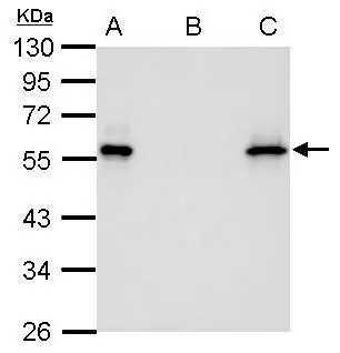 Myc tag antibody [GT0002] detects Myc-recombinant protein by immunofluorescent analysis.